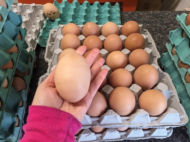 Eggs in New Zealand