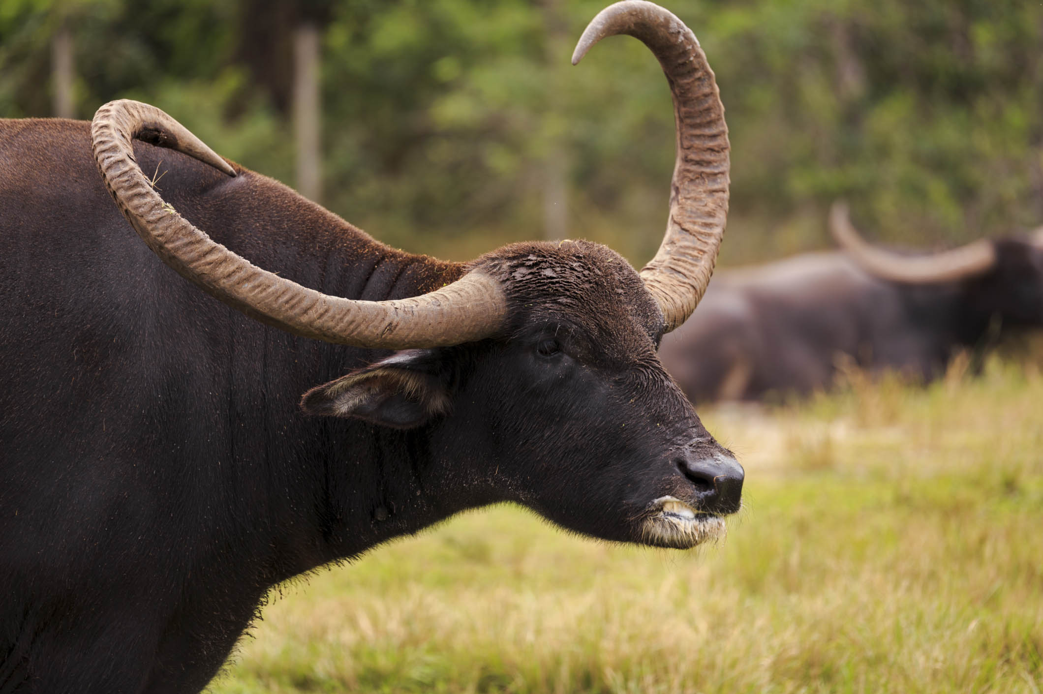 Little known ways to discourage a water buffalo and other tips from a rural Aussie locum