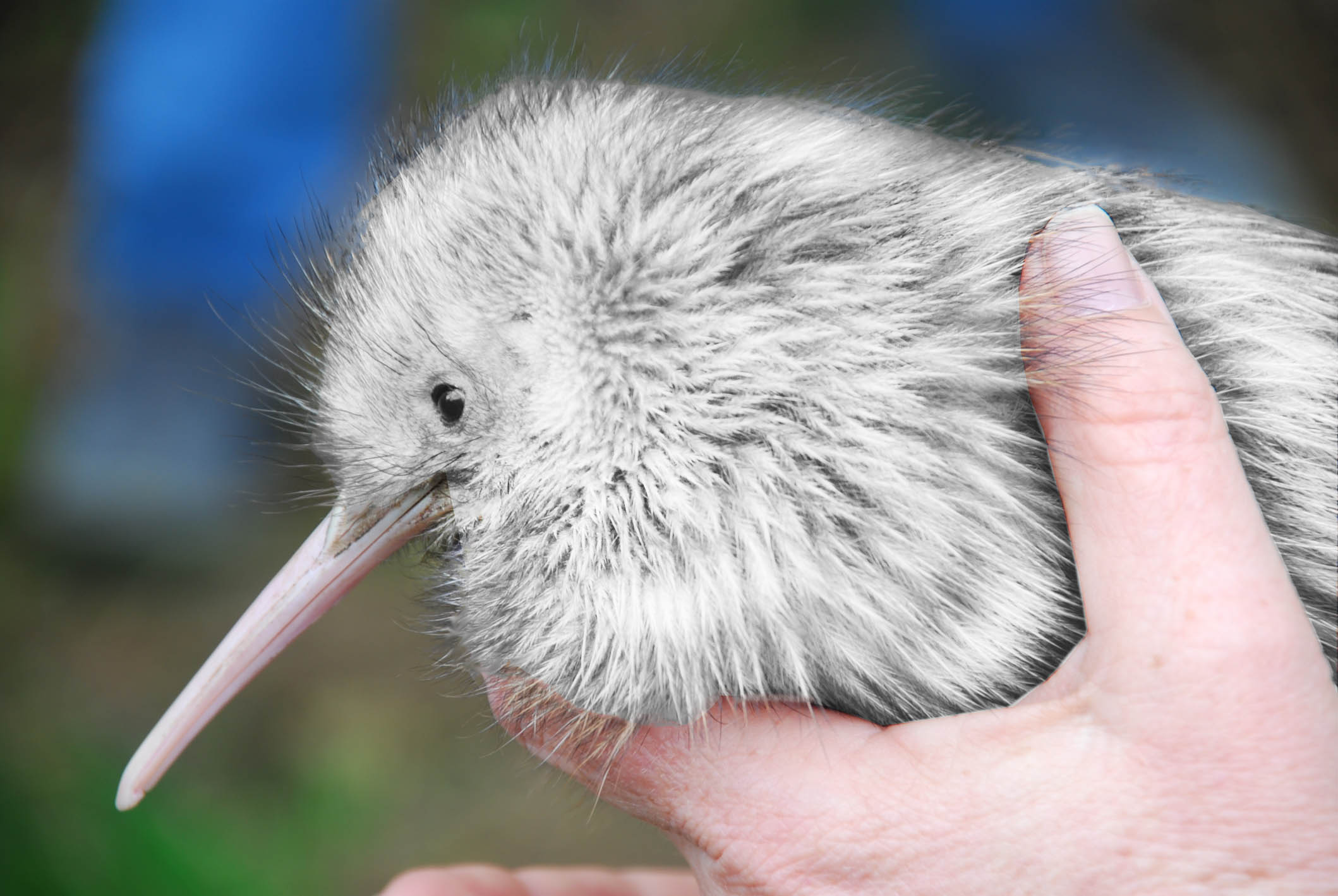 Kiwi locums are atwitter over their fair-feathered friend