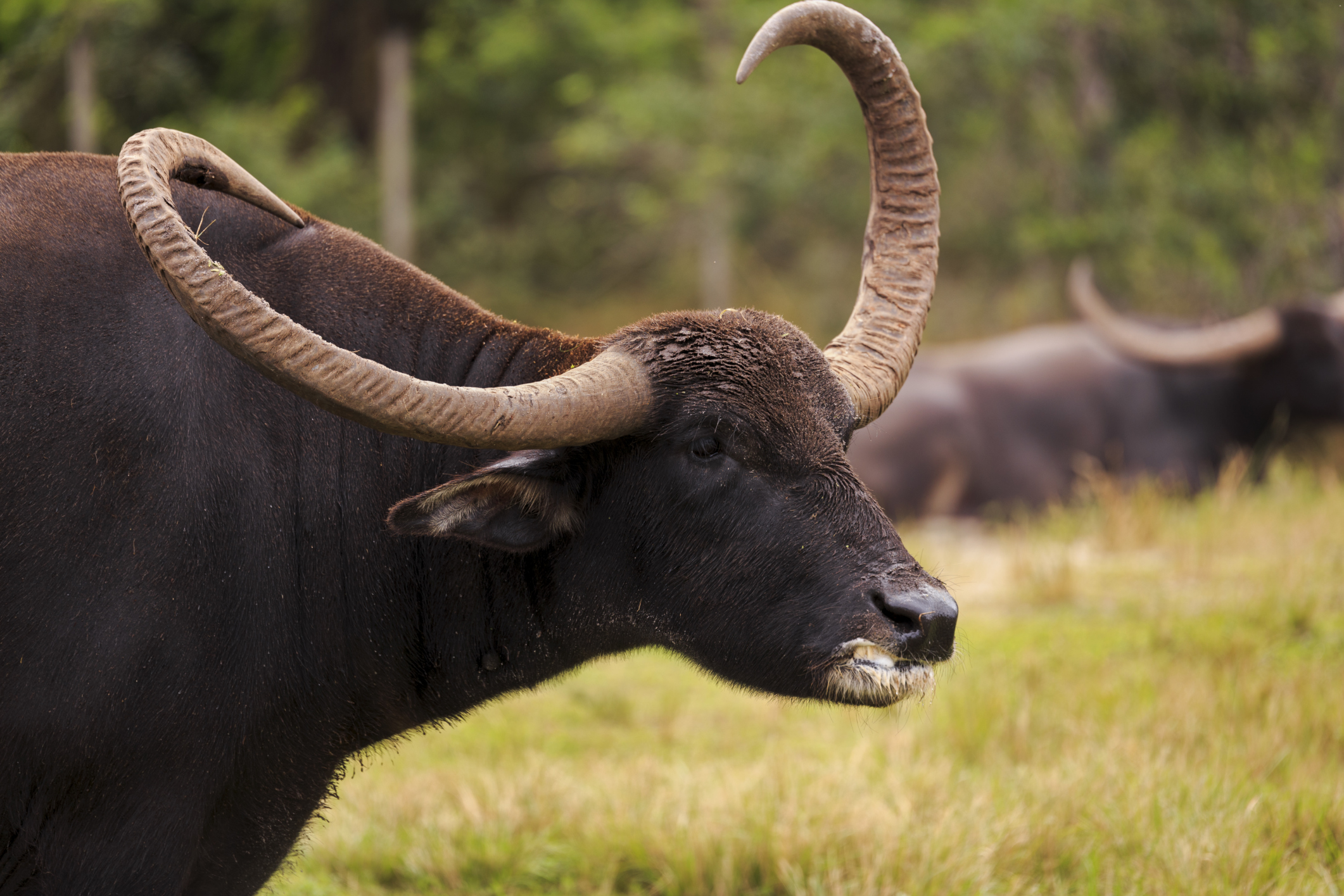 Watch The Mighty Buffalo Take Over Australia's Bamurru Plains - Global ...