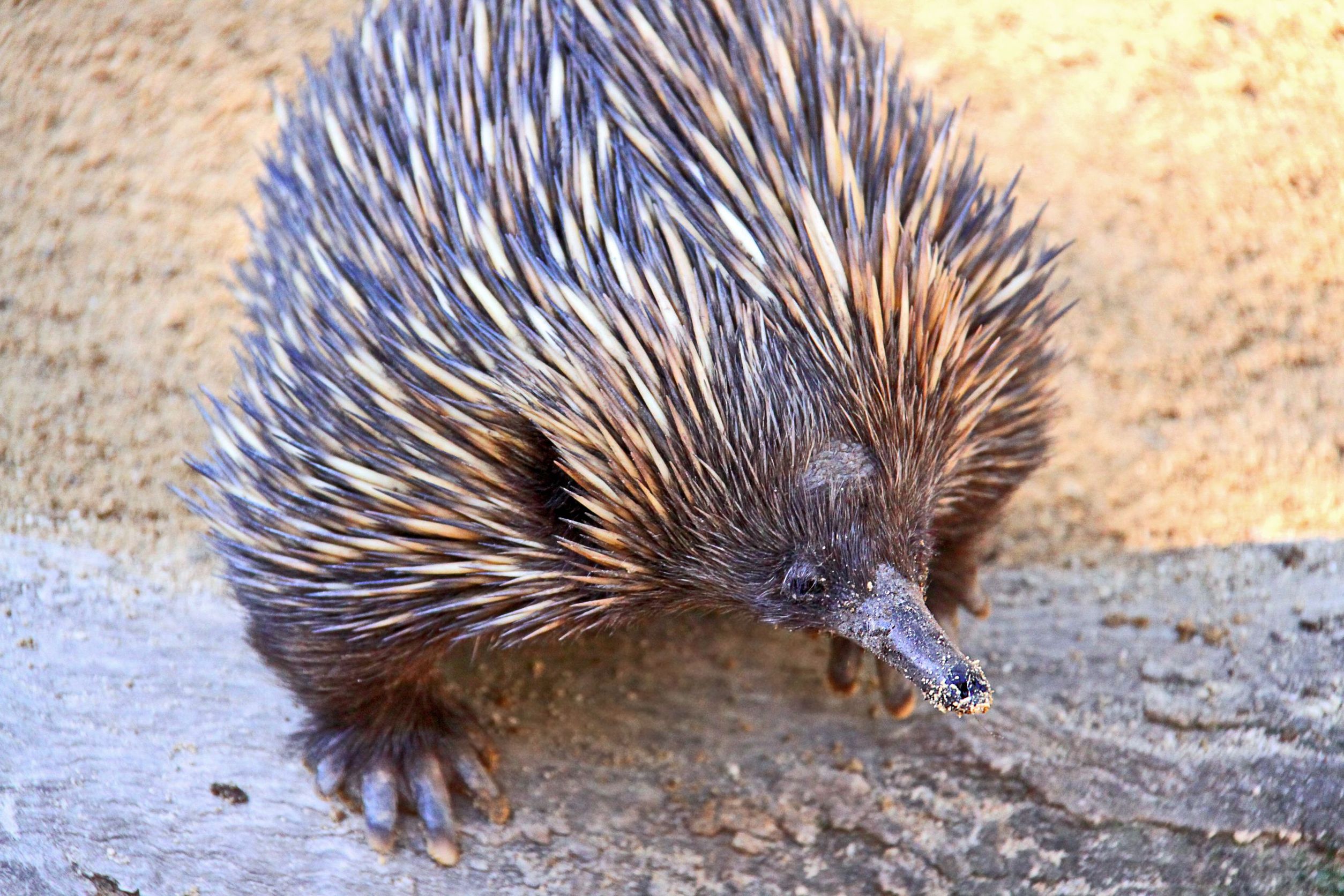 Unique Australian creatures find comfort in the desert - Global Medical