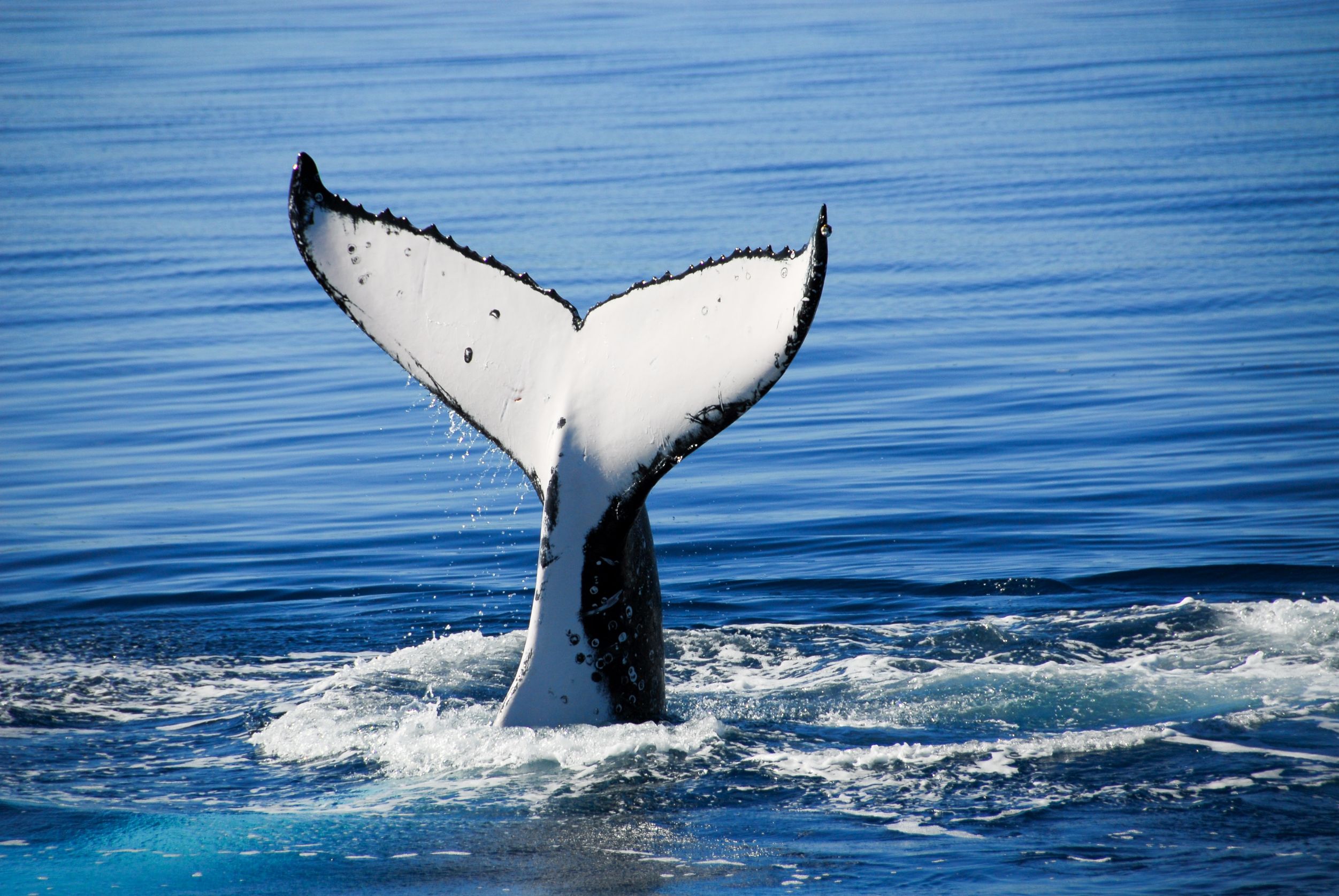 Victoria, British Columbia: home to the finest whale watching in the