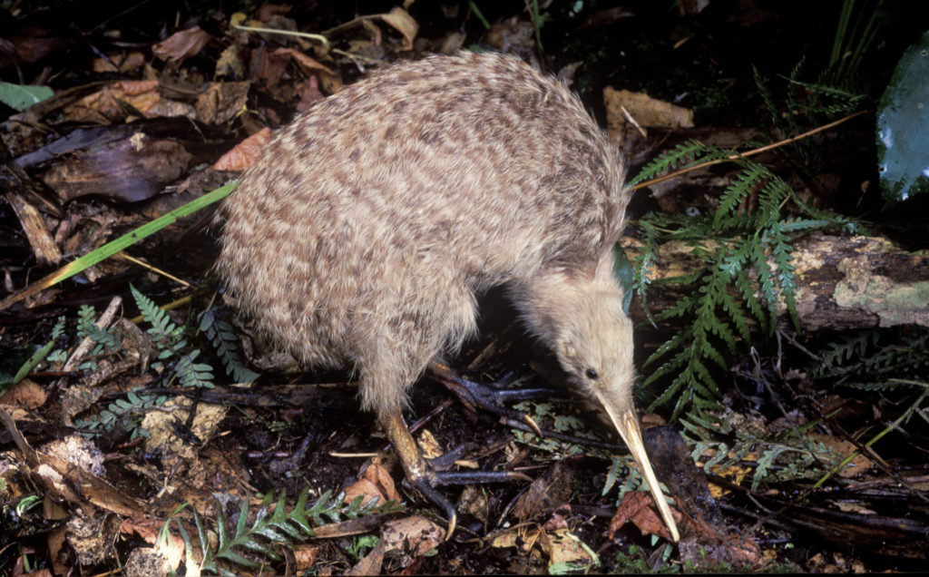 Spot the kiwi at the Otorohanga Kiwi House & Native Bird Park - Global ...