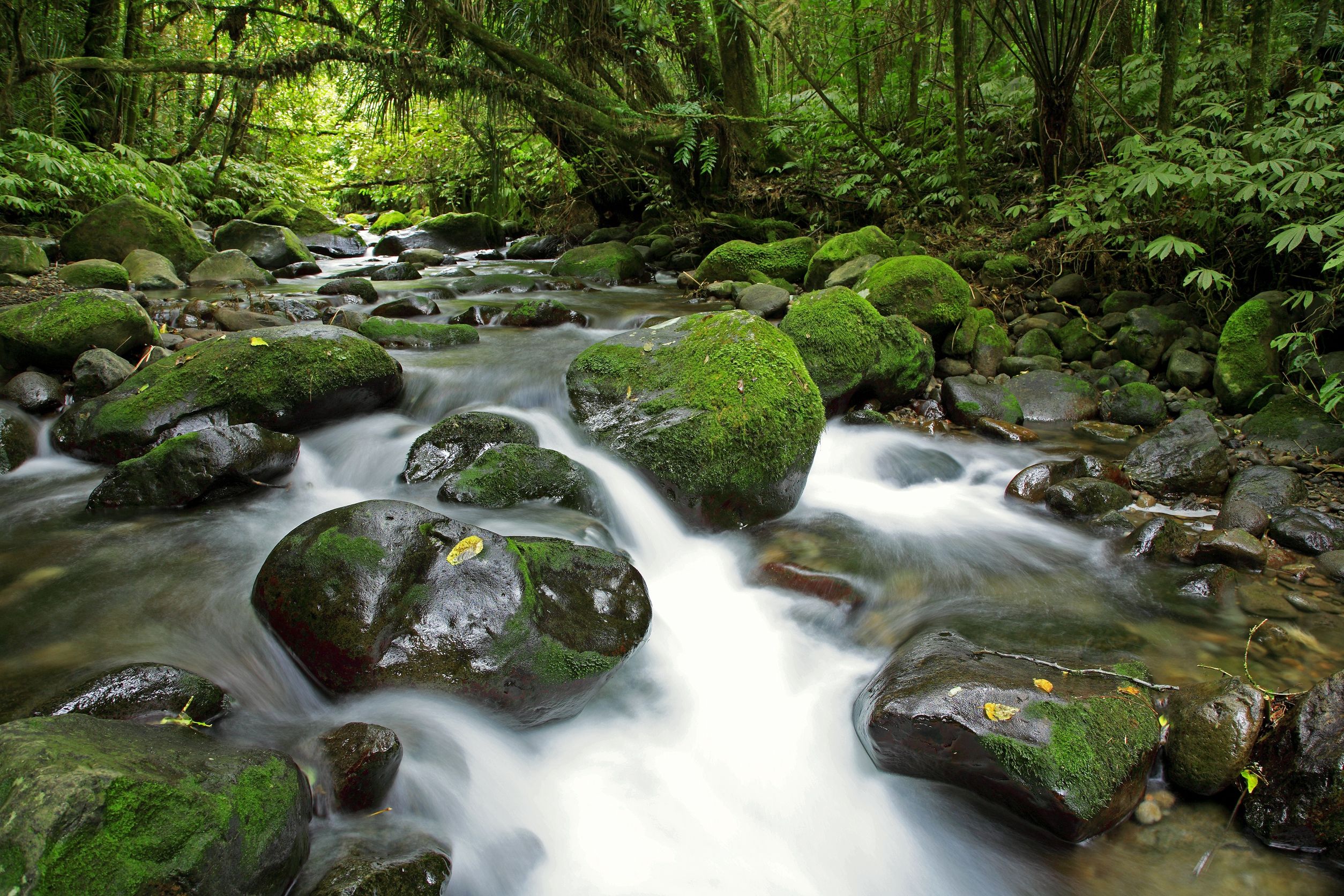 Treasure Whanganui National Park like the Maori people - Global Medical ...