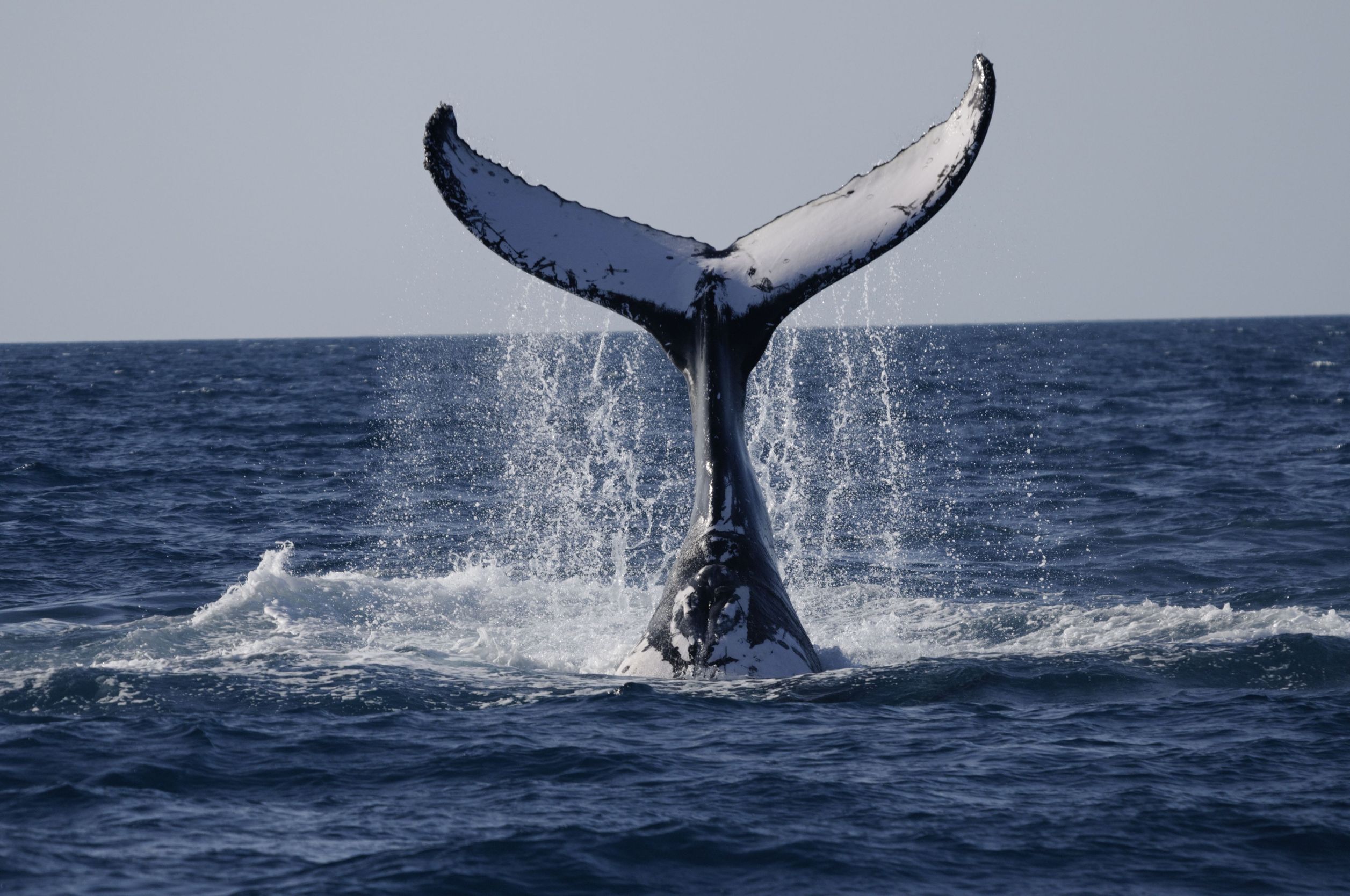 see-the-largest-mammals-on-earth-off-the-coast-of-new-zealand-global