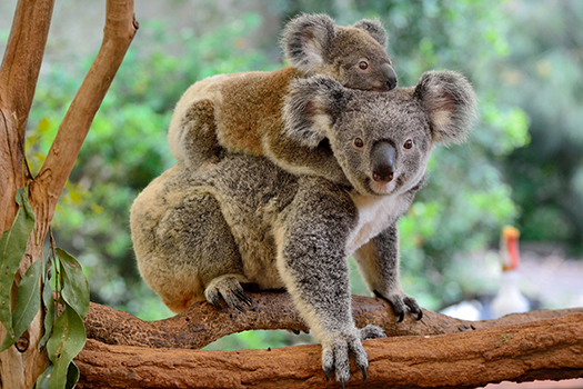 Koalas in a tree