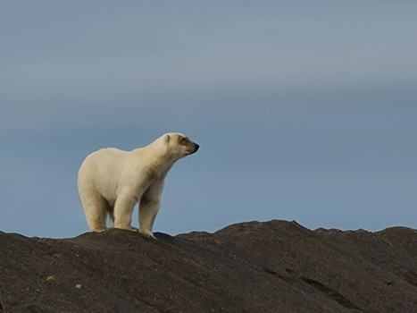 polar bear in Alaska