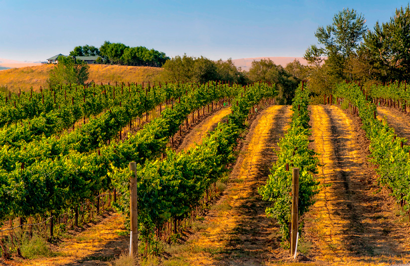 Walla Walla Washington vineyard