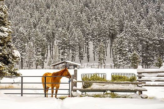 Horse and pasture in Montana winter